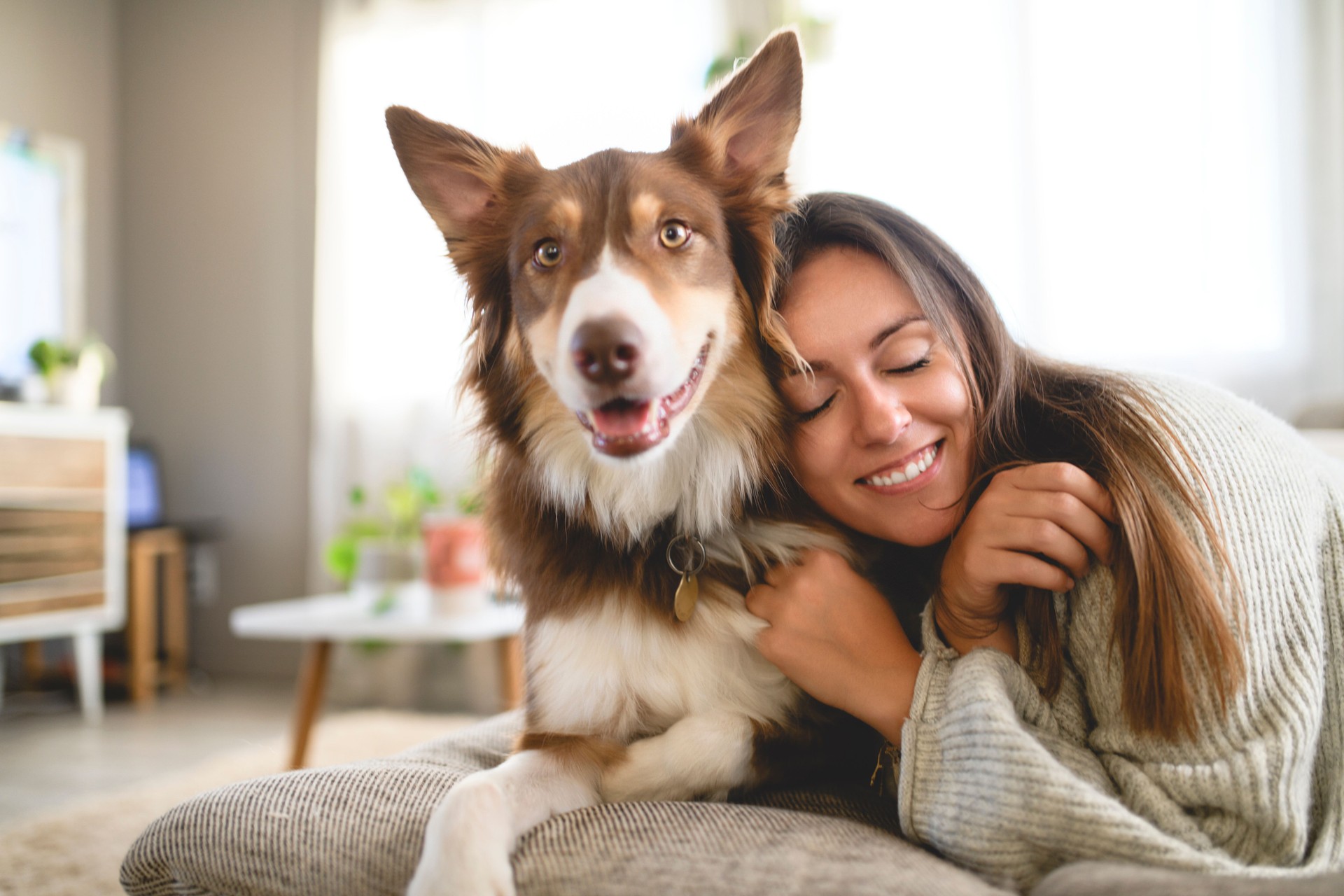 woman with cute fluffy Australian Shepherd dog at home in living room